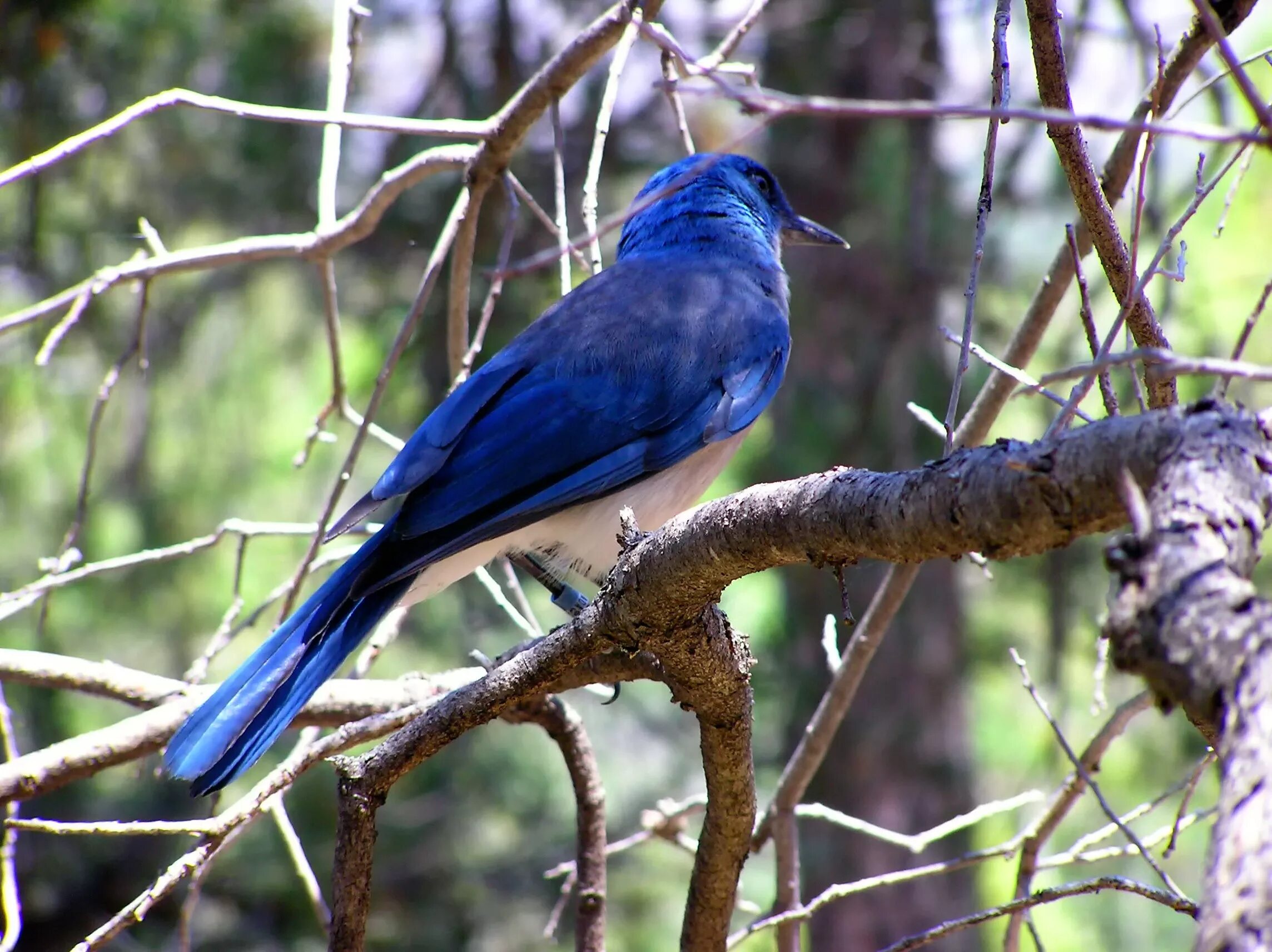 Дерево синей птицы