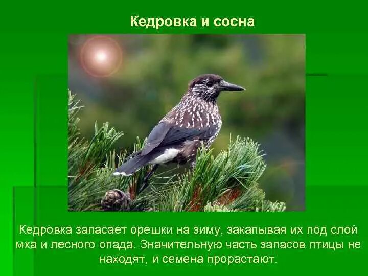 Кедровка таежная птица какой это текст. Размножение кедровки. кедровка птица описание. интересные факты о кедровке. кедровка птица фото и описание.