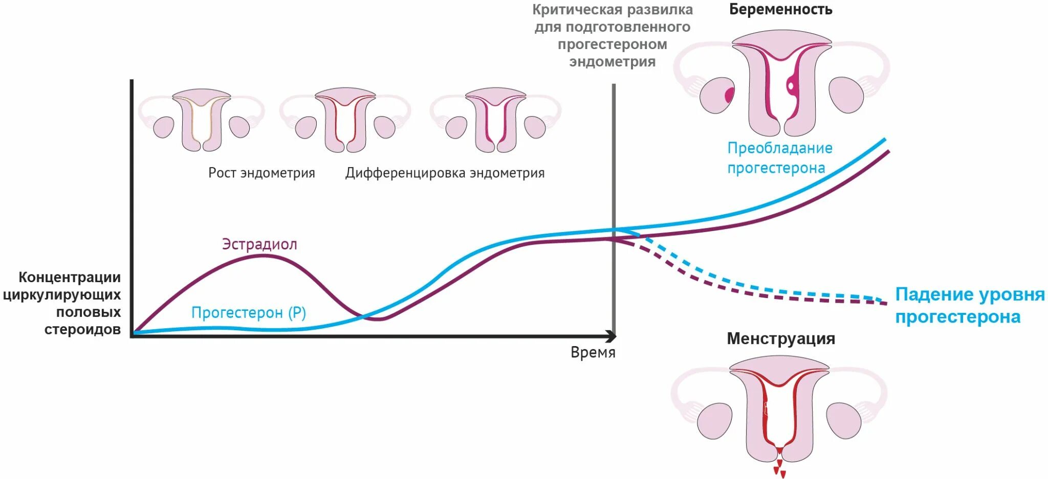 Менструальный цикл. Менструальный цикл схема. Прогестерон в менструальном цикле. Матка при менструационного цикла.