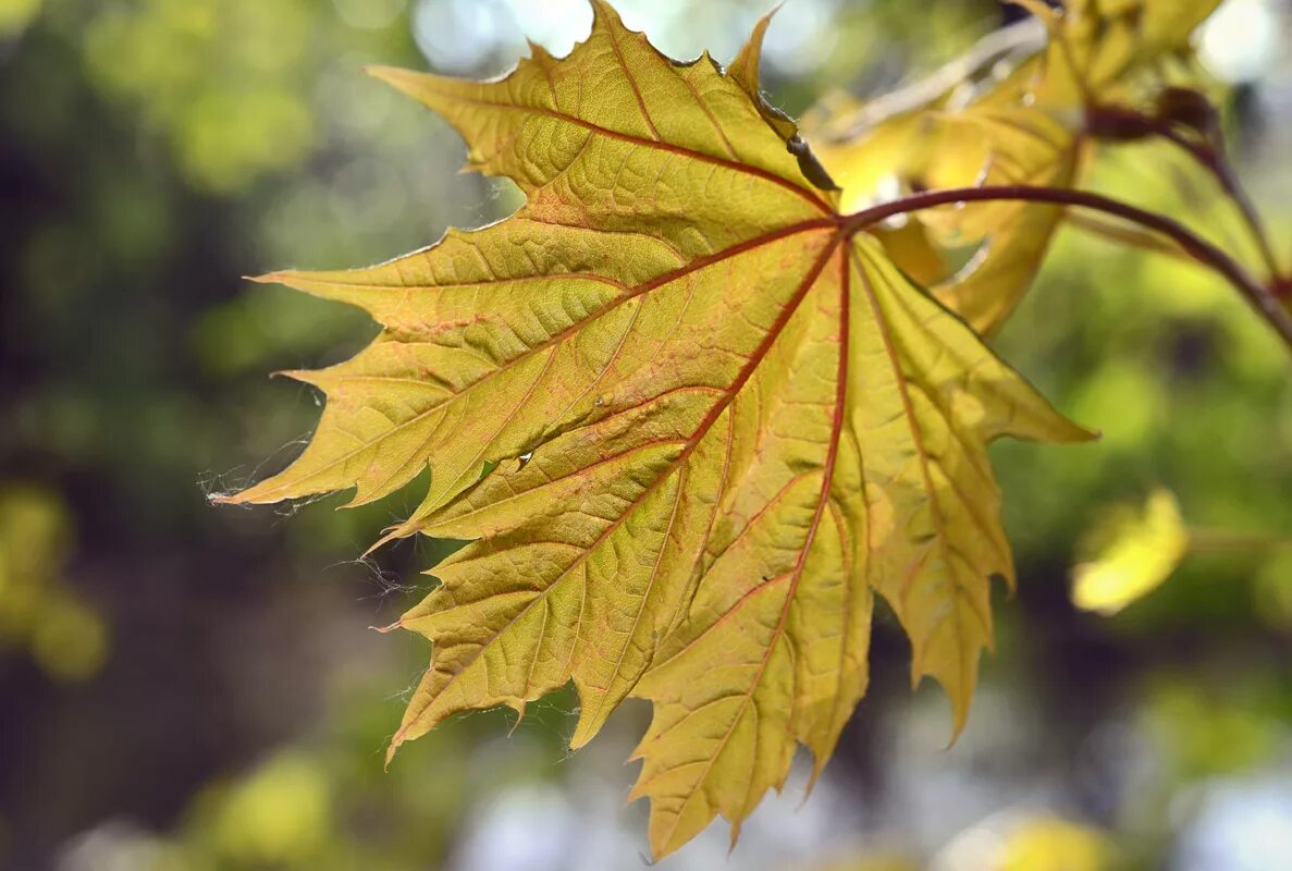 Лист клена. Клен и кленовый лист. Красивые фото листьев. Красивые листья клена. Клен в какой природной