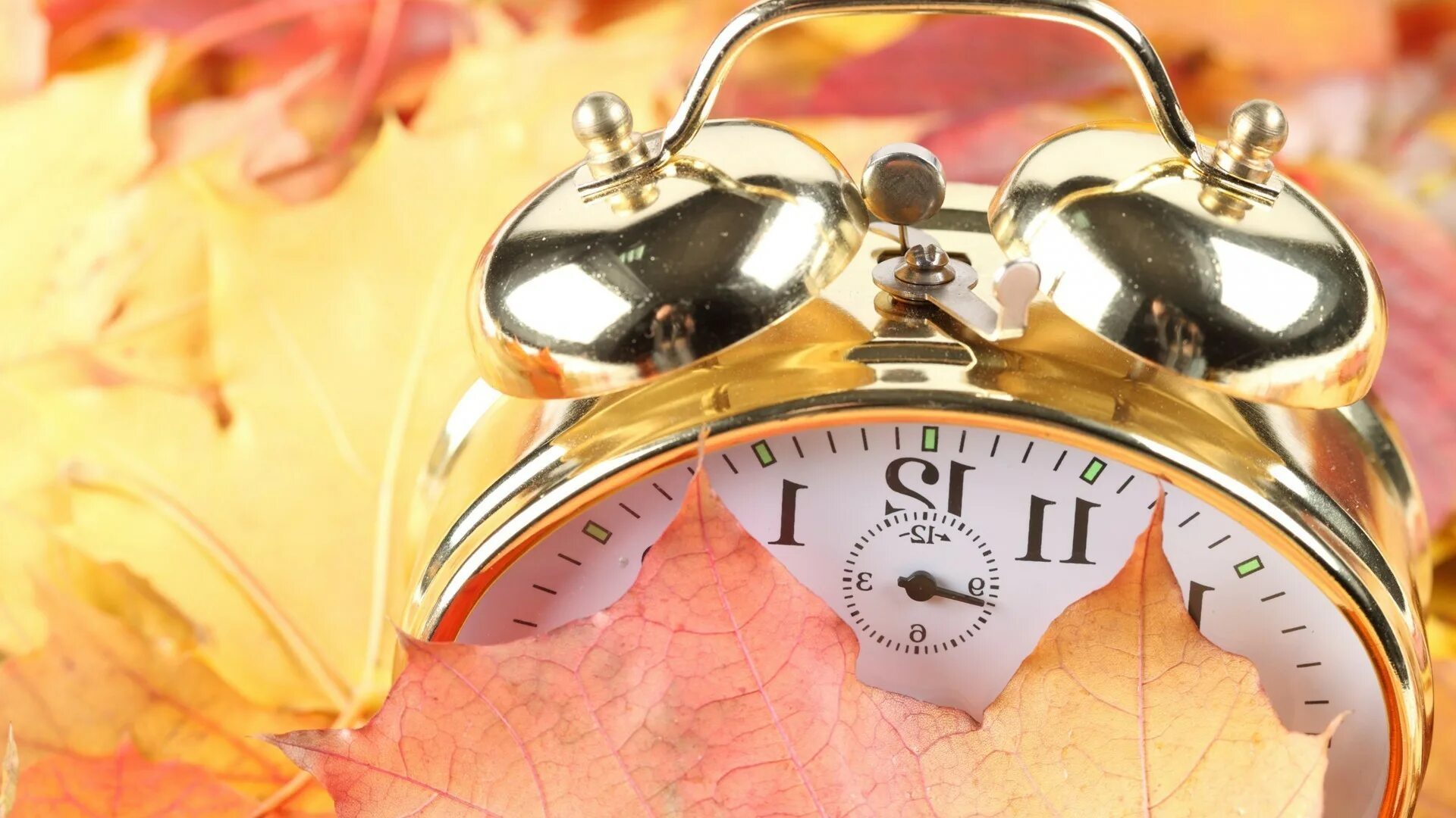 Время удивительная. Будильник. Часы в осенней листве. Обои на часы. Будильник обои.