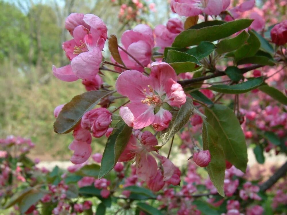 Фото декоративной яблони. Яблоня малус Ола. Яблоня Malus Ola. Яблоня Malus purpurea. Яблоня декоративная Ола "Ola".