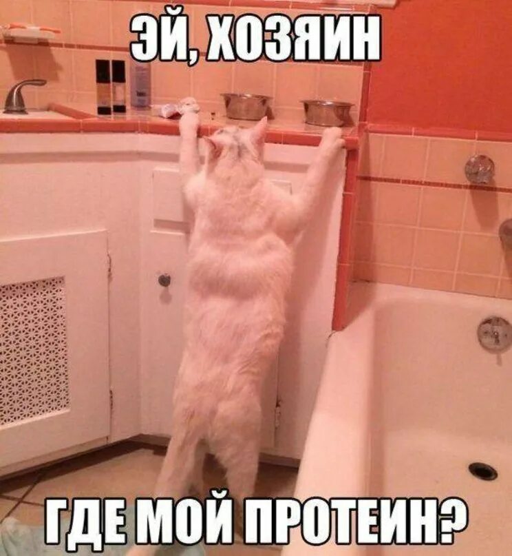 Кот качок. Кот на протеине. Хозяин где мой протеин. Фото с протеином смешные.