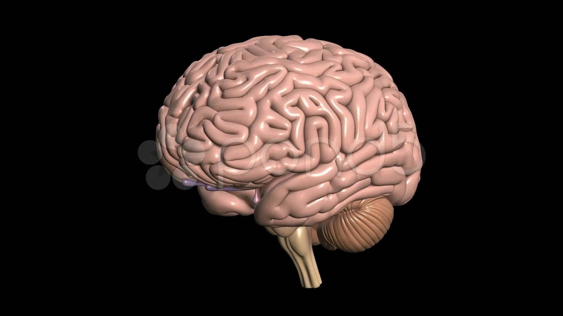 Brain mod. Мозг анатомия. Мозг на черном фоне.