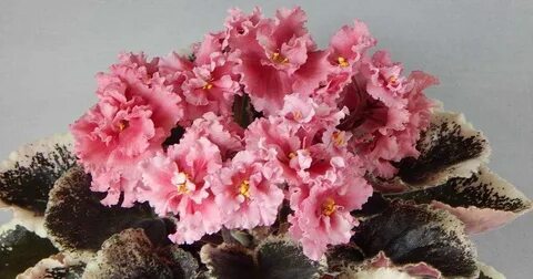 Фиалки фото сорт ле