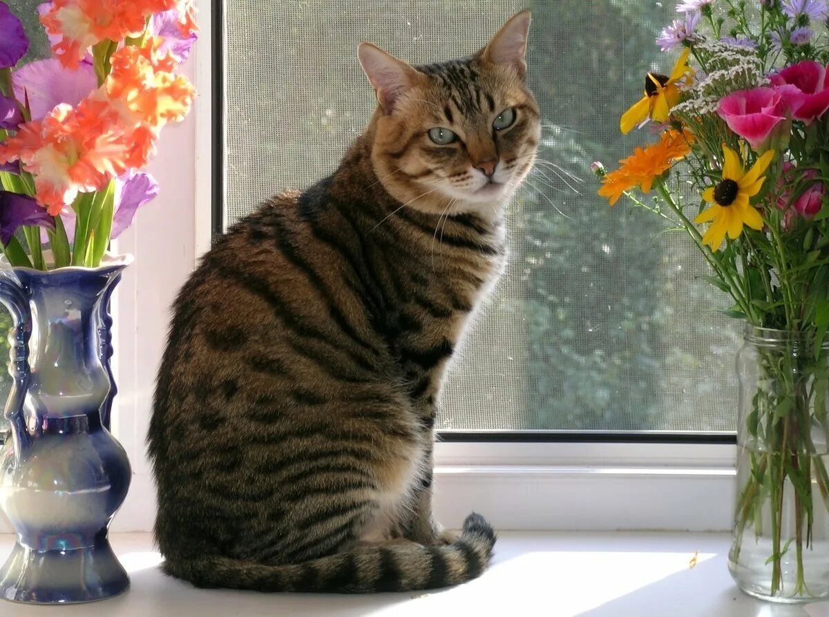 Кошка на подоконнике. Кот на окне. Котик на подоконнике. Кот сидит на подоконнике.
