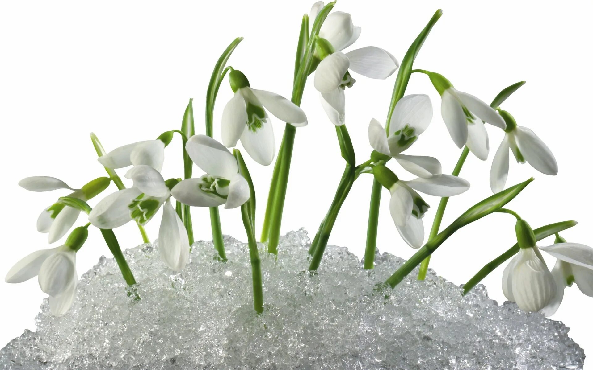 Цветы первоцветы подснежники. Подснежник (galanthus) atkinsii. Белоцветник весенний и подснежники. Первоцвет белоцветник. Подснежники галантусы в горшке.