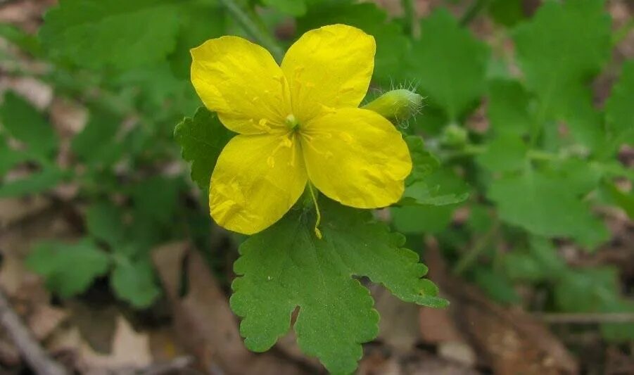 Chelidonium asiaticum. Чистотел. Чистотел большой. Чистотел онкологический. Обработка чистотела