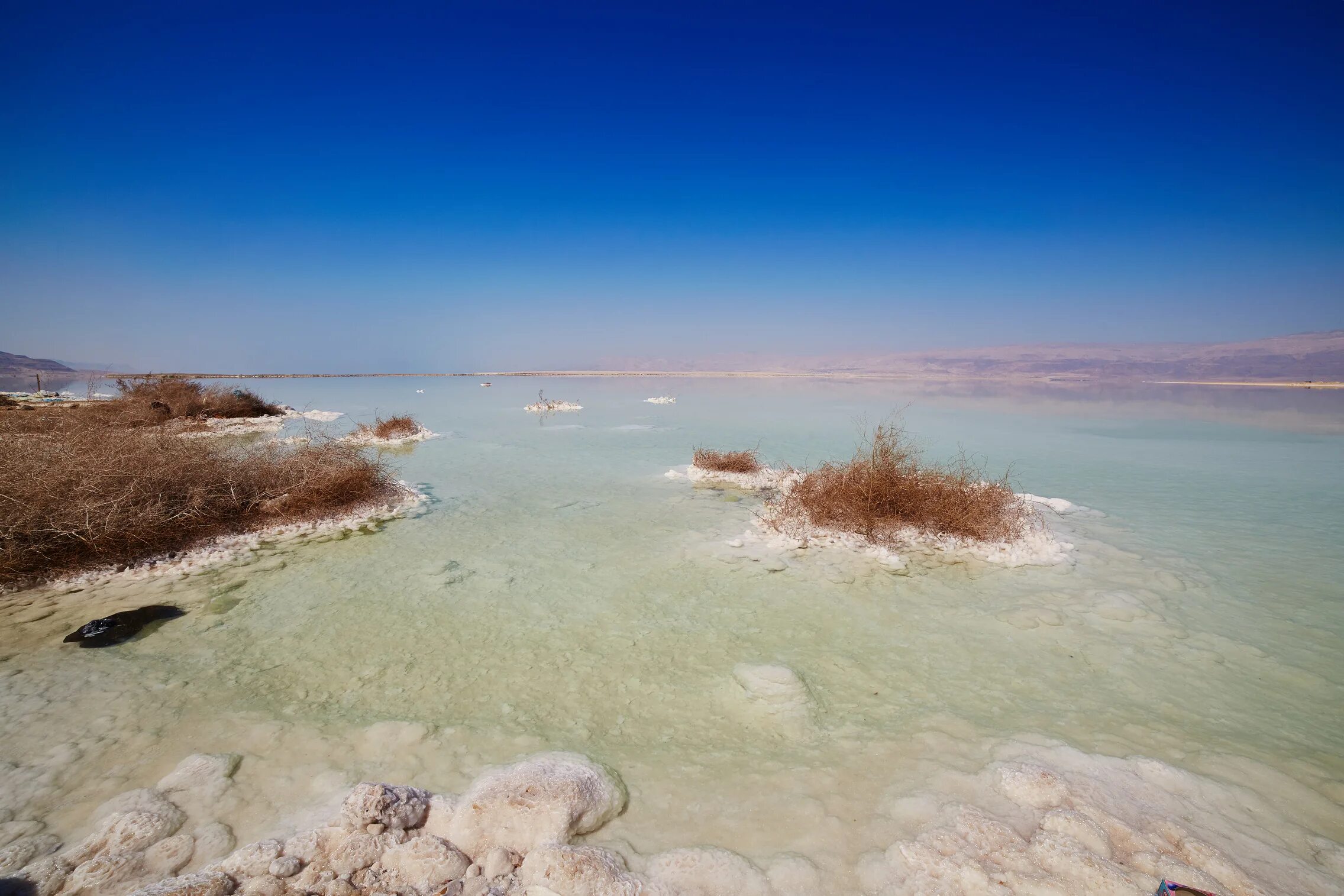 Евразия Мертвое море. Мертвое море озеро. Мертвое море Хоф. Фауна мертвого моря.