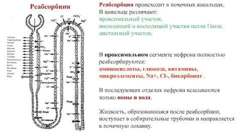 Почечная реабсорбция происходит в