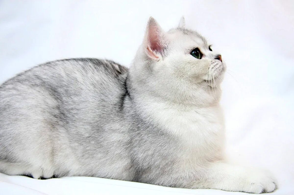 Серебристая шиншилла кошка. Британская короткошёрстная шиншилла. Британская короткошёрстная кошка шиншилла. Британская шиншилла коби. Британская серебристая шиншилла.