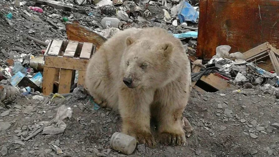 Медведь в новом городе