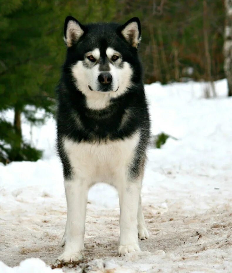 аляскинский маламут и хаски. лайка самоед. сибирские хаски ездовые. аляскинский маламут. самоед и якутская лайка.