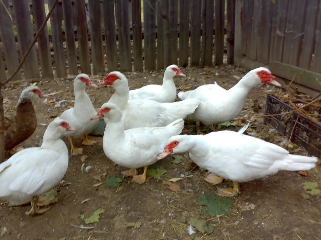 Белые индоутки. Белая мускусная утка. Индоутка мускусная утенок. Мускусная бройлерная утка. Мускусная белая индоутка.