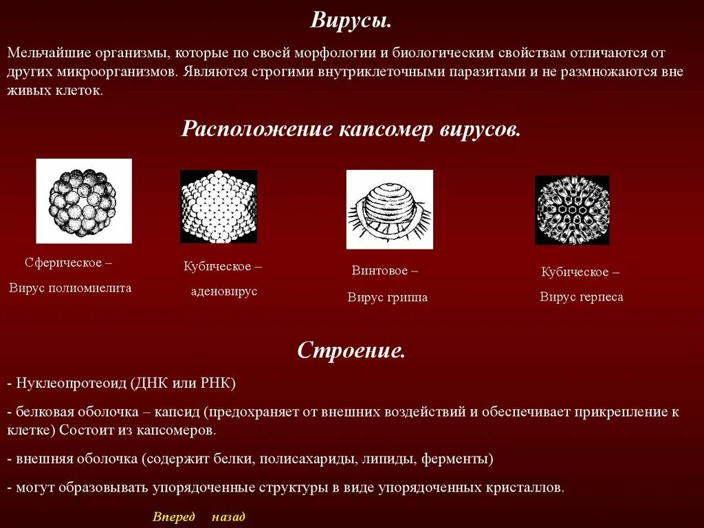 3 группы вирусов. Строение вирусов микробиология. Морфология и структура вирусов. Морфология и строение вирусов. Формы микроорганизмов вирусы.