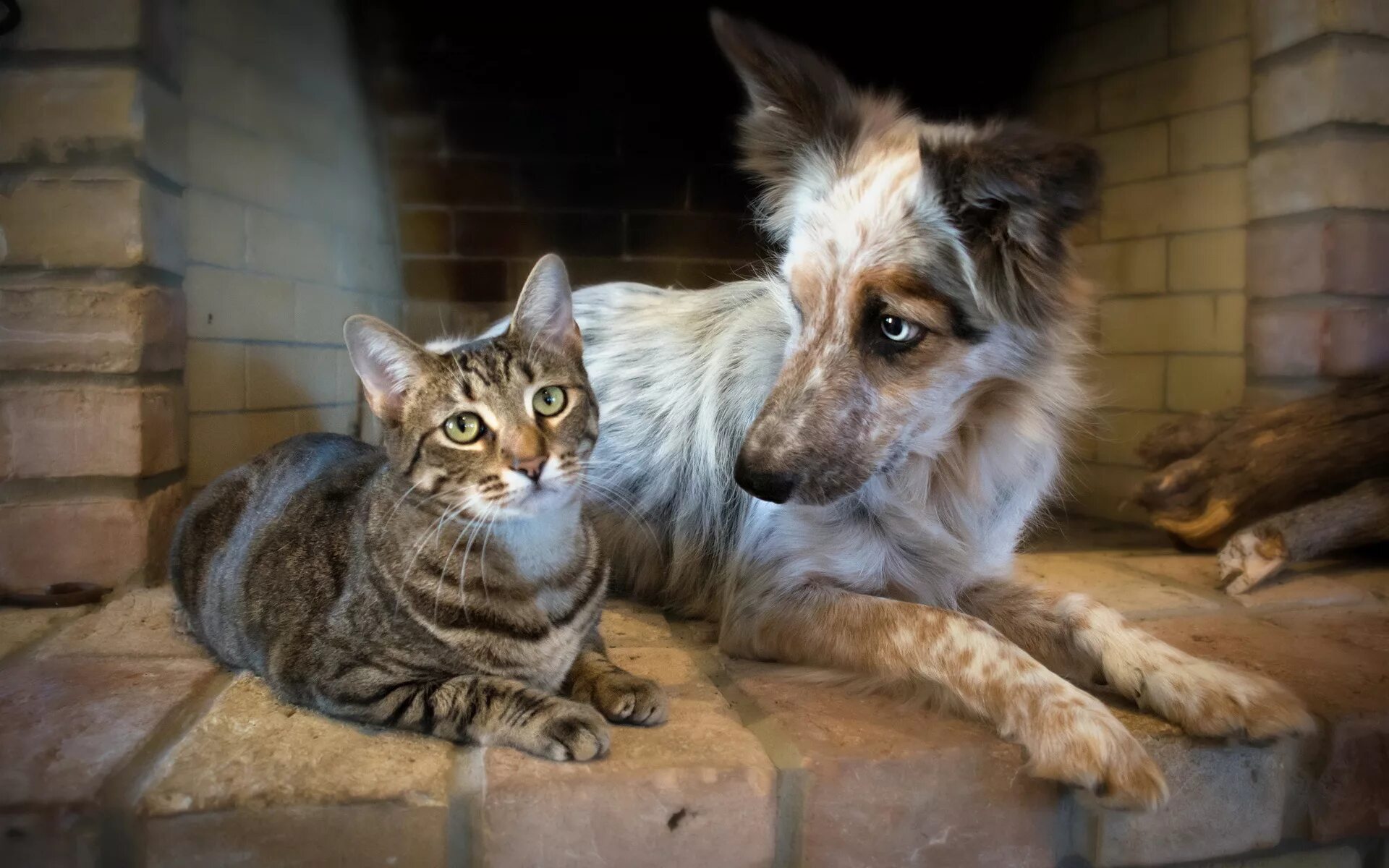 Кошки и собаки. Бездомные кошки и собаки. Собака и кошка вместе. Фото кошек и собак. Живые кошки собаки