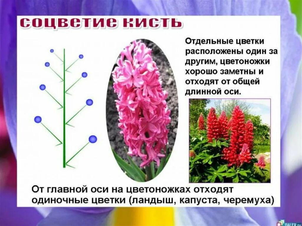 Соцветие сложный початок. Соцветия. Соцветия растений. Названия соцветий. Цветы с соцветием кисть.