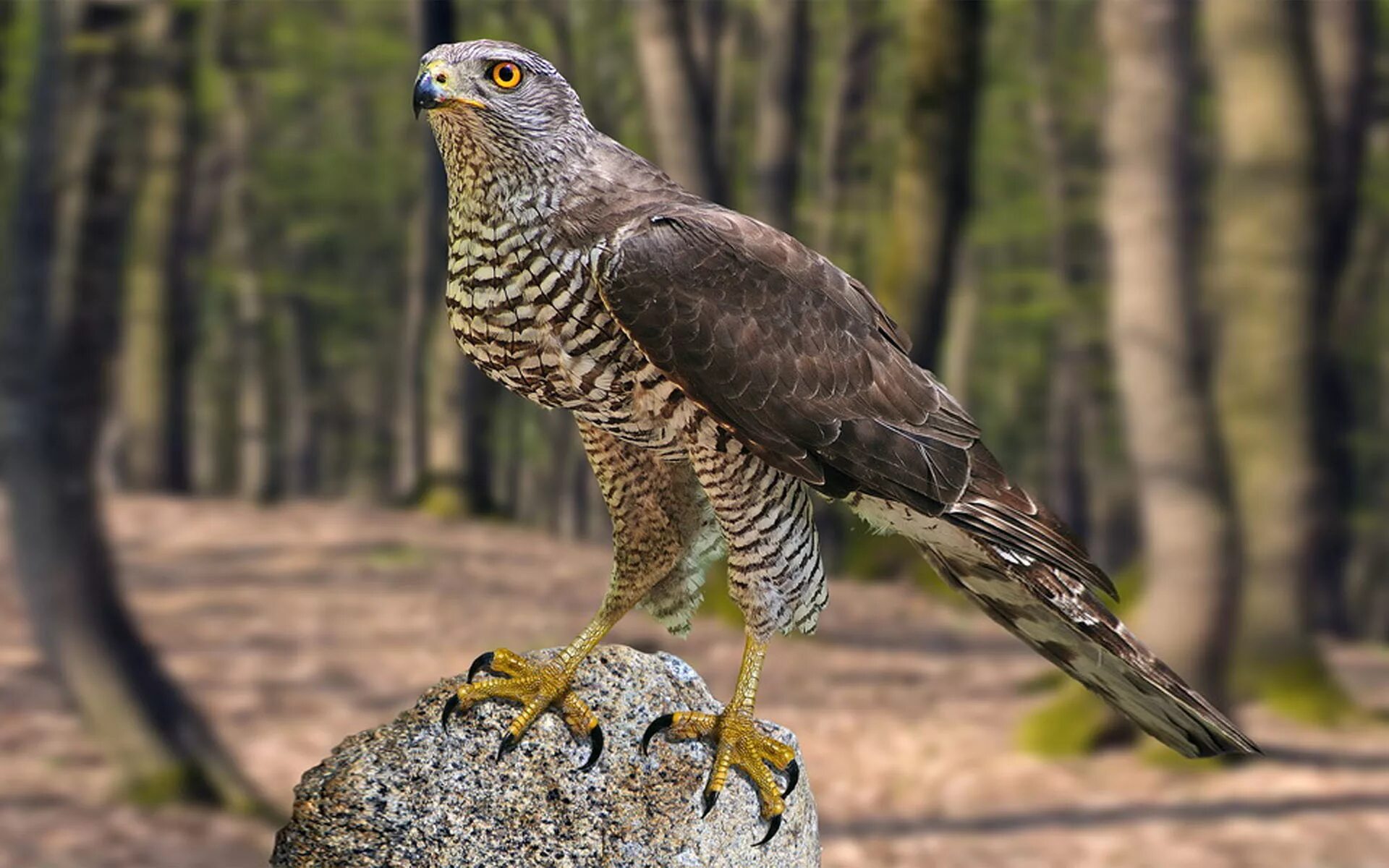 Птица ястреб перепелятник. Камчатский тетеревятник Accipiter gentilis albidus. Ястреб - тетеревятник (Accipiter gentilis). Ястреб тетеревятник albidus. Ястреб-тетеревятник Ястребиные.