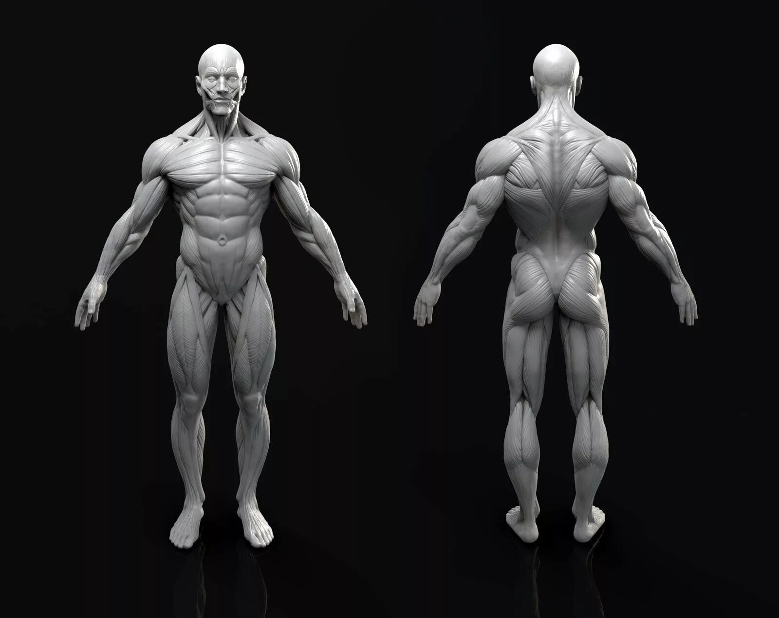 Мышцы 3д модель. Мышцы референс 3д. атлет референс 3l. marc brunet anatomy. анатомия человека мышцы референс.