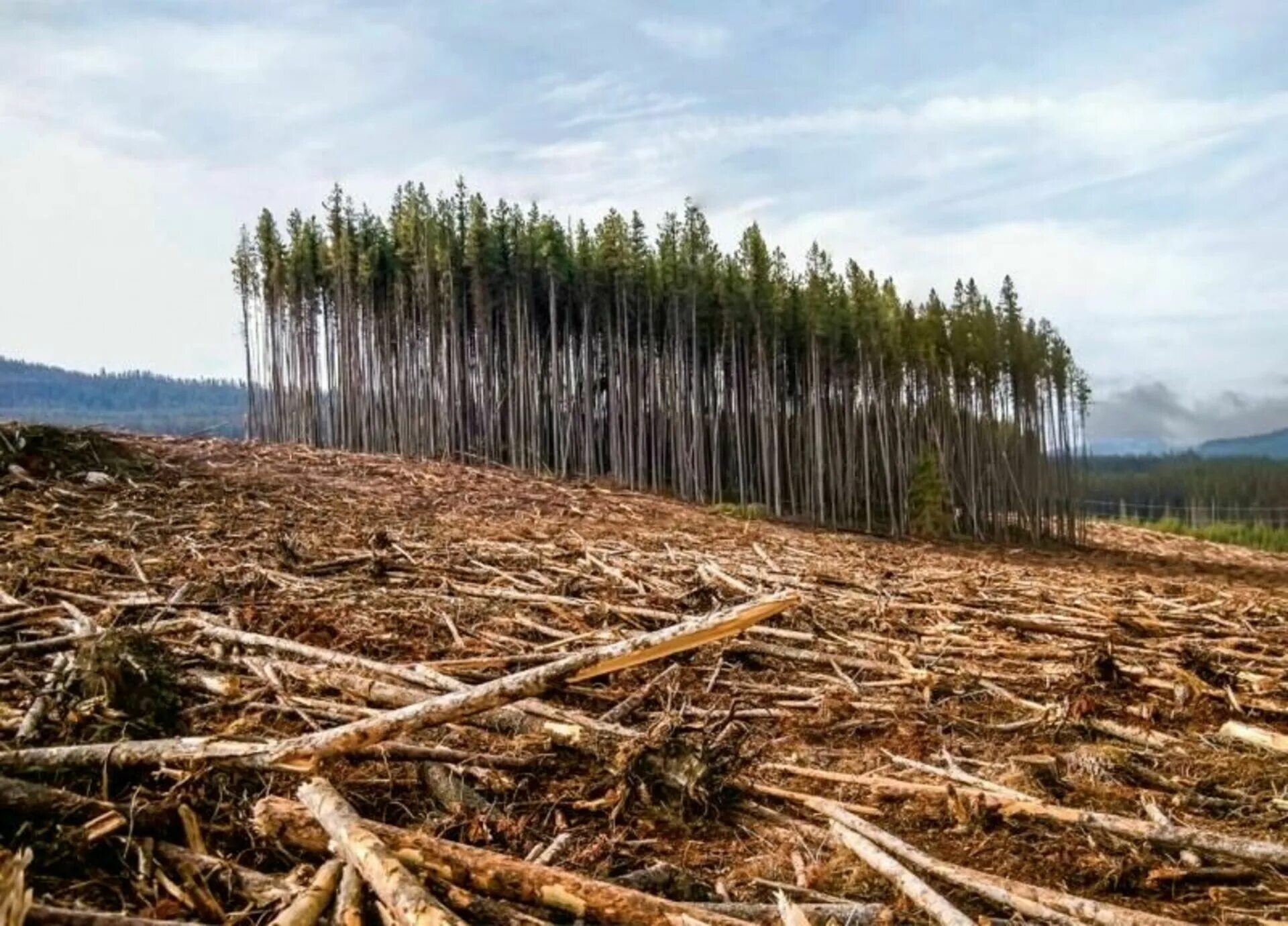 Cut down forest. Долина Мехико обезлесение. Обезлесение Перу. Обезлесение в России. Вырубка лесов.