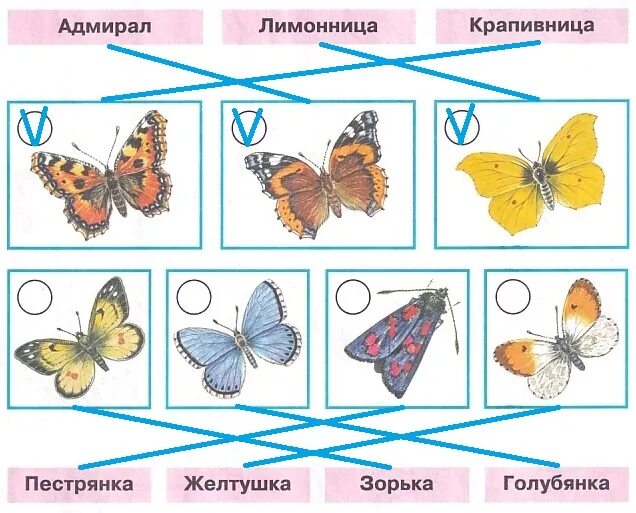 Окружающий мир 2 класс рабочая тетрадь бабочки. Бабочки Адмирал лимонница крапивница желтушка. Атлас определитель бабочка Адмирал , лимонница, крапивница. Адмирал лимонница крапивница. Бабочки Адмирал лимонница желтушка.