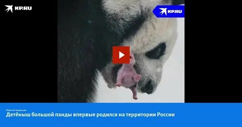 В зоопарке родился детеныш панды