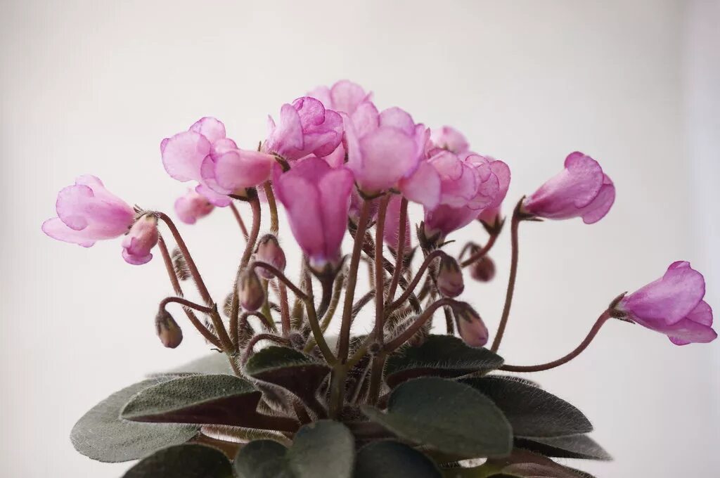 н-нейтири фиалка. н-дюймовочка (н. первое цветение. фиалка дюймовочка мини. н-дюймовочка фиалка.