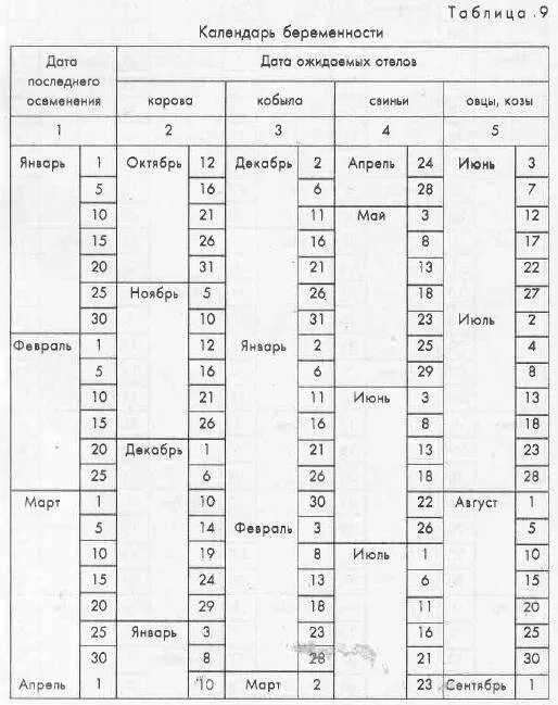 Отел у коровы через какое время. Таблица осеменения и отела коров. Таблица стельности и отёла коров. Таблица осеменения и отела коров даты. Таблица расчета отела коров.