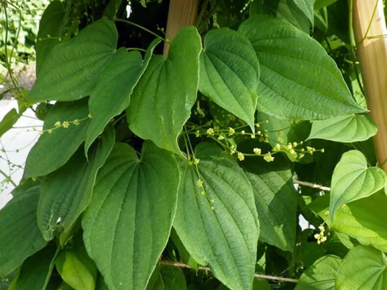 Дикий ямс применение. Диоскорея Кавказская. Диоскорея Кавказская (Dioscorea Caucasica). Диоскорея ниппонская (ямс).