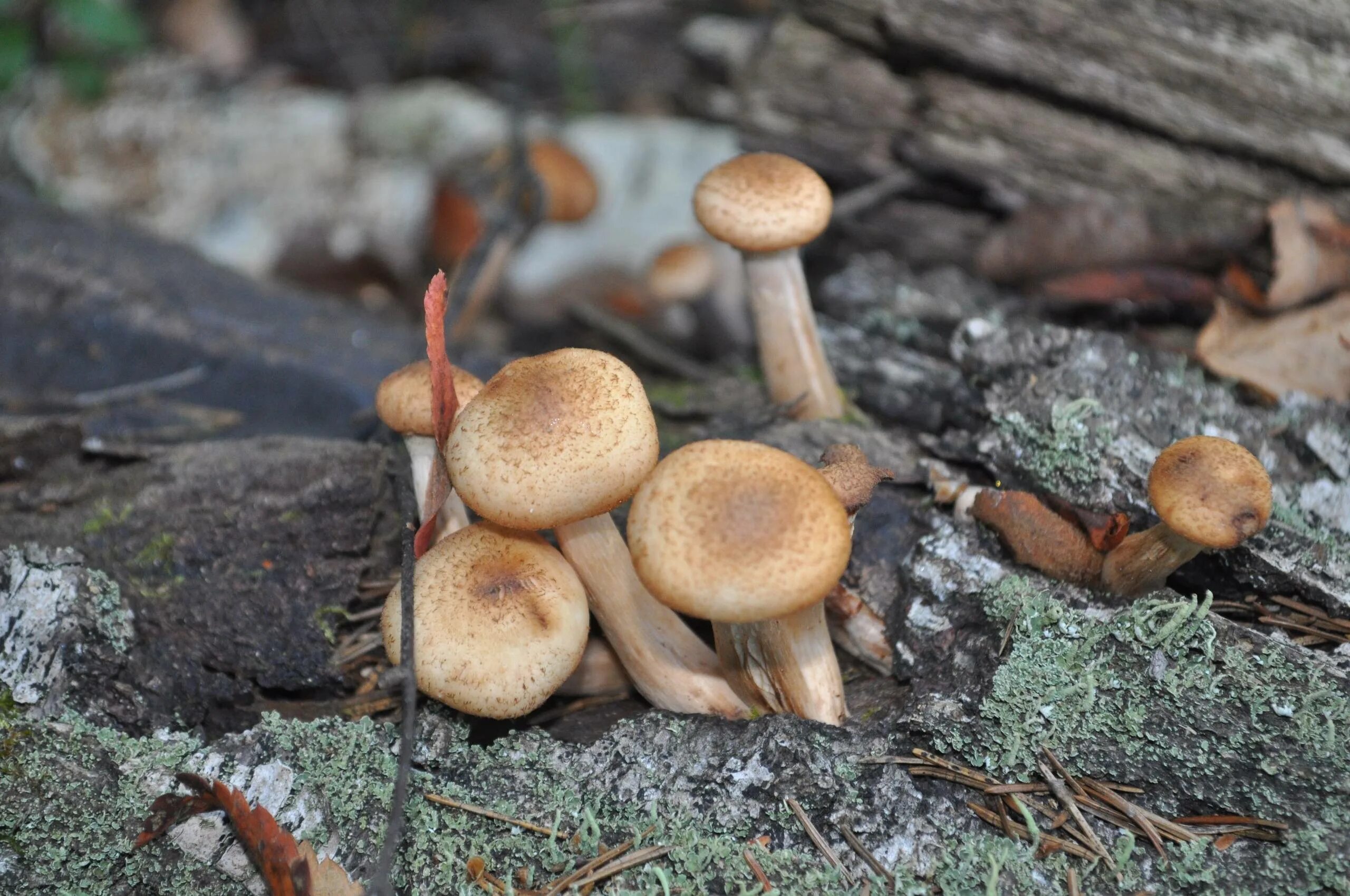 Успенские опята. Грибы успенские опята. Армиллярия (armillaria ostoyae). Успенские опята разлапушеные. Камышовые опята.