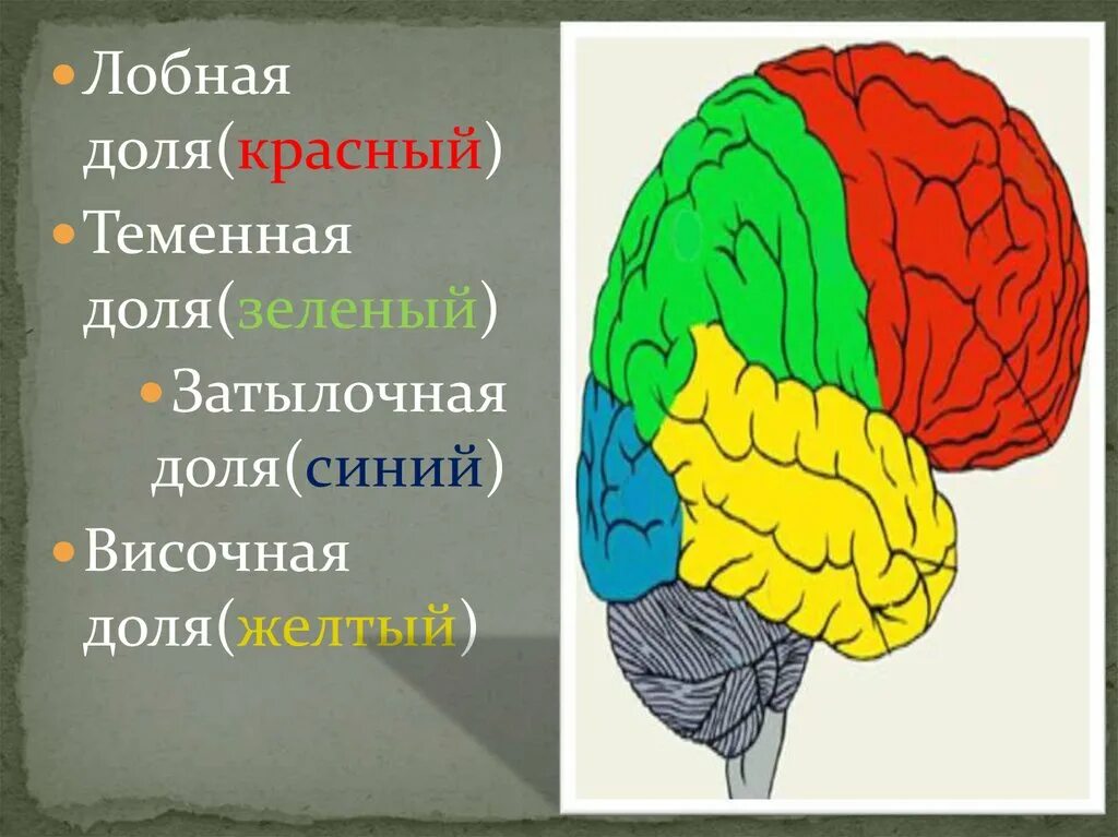 Функции лобной доли головного. Теменная и височная доли.