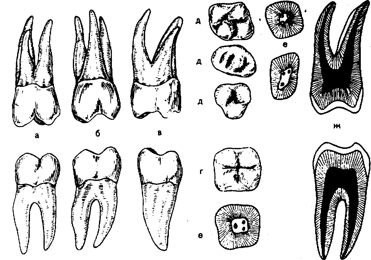 Зуб 1 8. Второй моляр нижней челюсти анатомия. Второй Нижний моляр анатомия. Первый моляр верхней челюст. Второй моляр верхней челюсти анатомия.