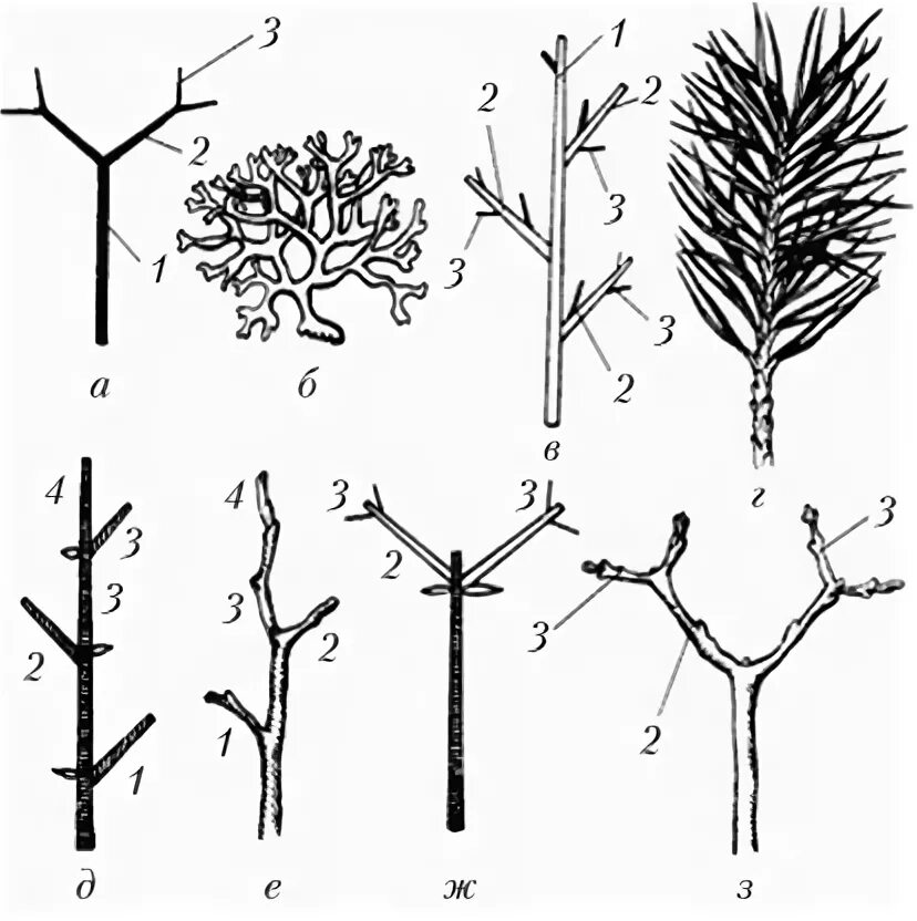 Дихотомическое ветвление побега. Симподиальное ветвление побега. Ветвление побегов моноподиальное симподиальное дихотомическое. Типы ветвления побегов дихотомическое.