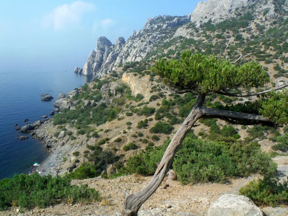 Где в крыму растет