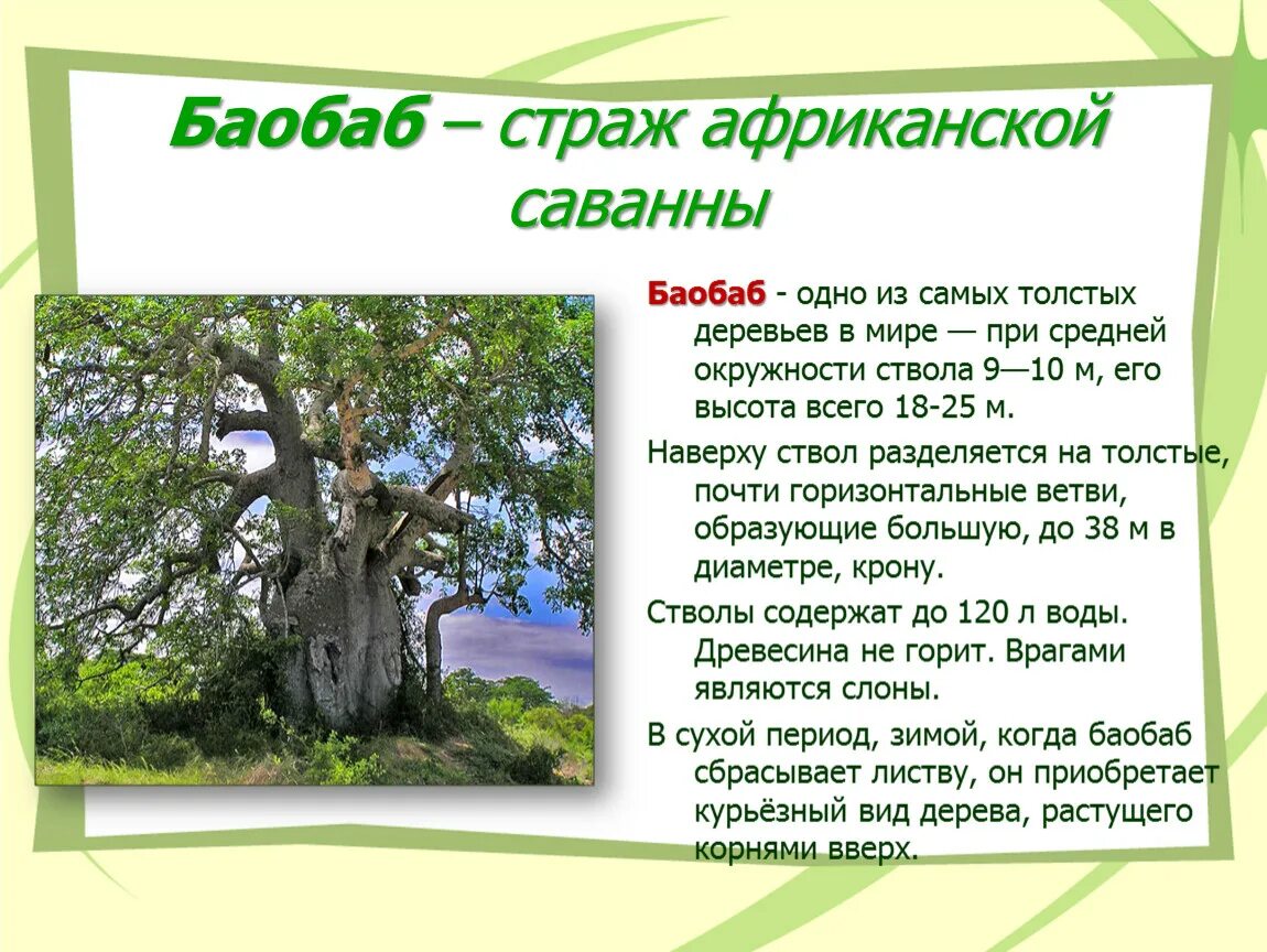 Для какой природной зоны характерно дерево баобаб. Баобаб в саванне Африки. Баобаб описание. Систематика баобаба. Интересные факты о дереве баобаб.