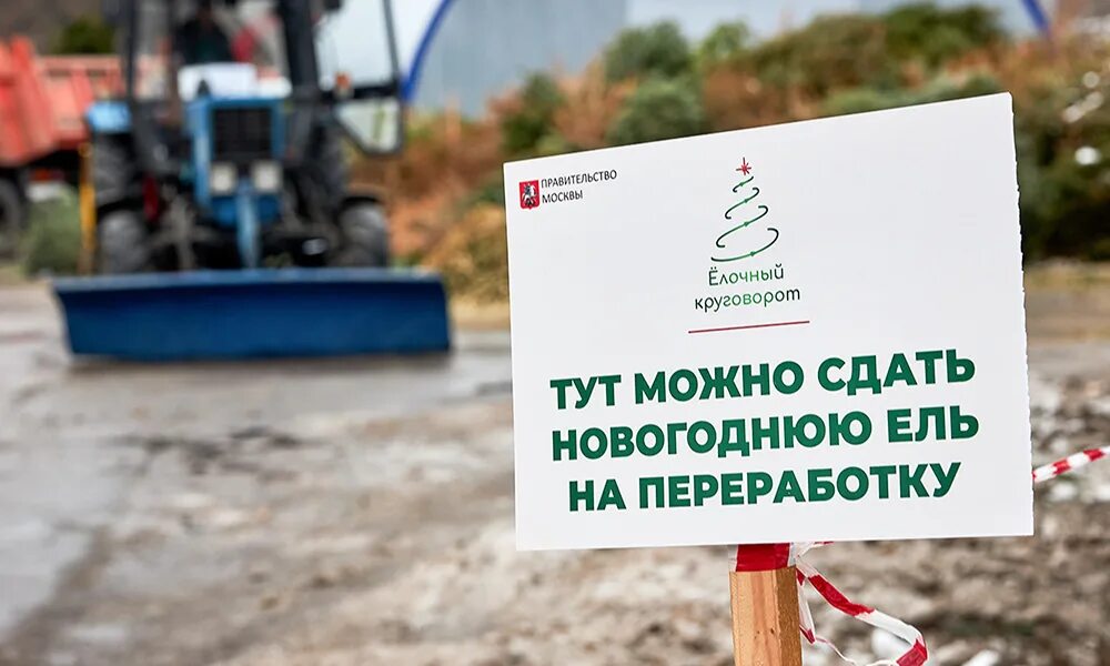 Где сдать елку на утилизацию в москве