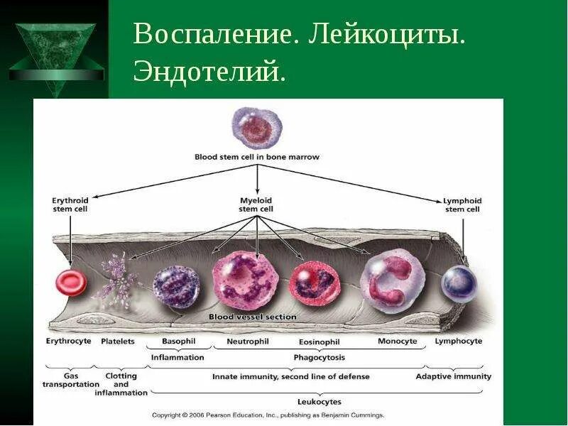 Воспаление ткани латынь. Лейкоциты воспаление. Лейкоциты в воспалительном процессе. Лейкоциты и эндотелий.