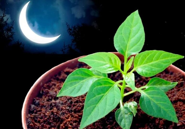 Луна и рассада. Луна и растения. Влияние Луны на растения. Влияние Луны на рост растений. Цветок новолуния