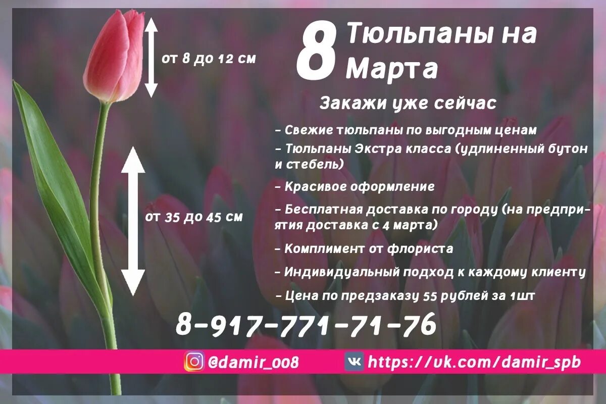 При какой температуре хранить тюльпаны для продажи. Реклама тюльпанов. Реклама продажи тюльпанов.