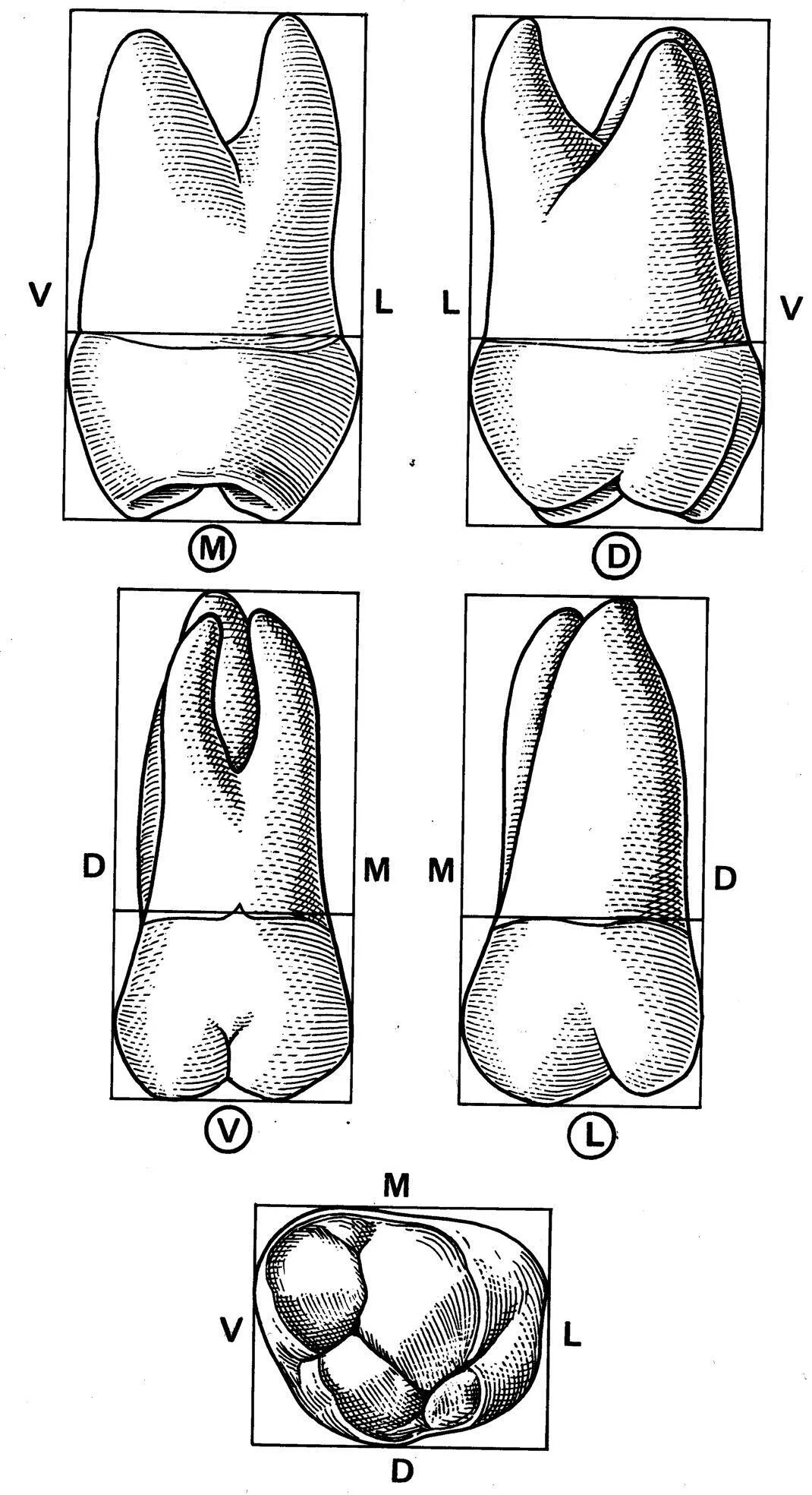 Первый моляр верхней челюсти. Второй моляр верхней челюсти корни. Первый моляр нижней челюсти. Зуб второй моляр верхней челюсти.