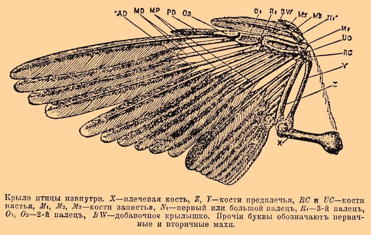 Типы крыльев у птиц. Строение крыла птицы. Крыло птицы строение. Структура птичьего крыла. Птичье крыло строение.