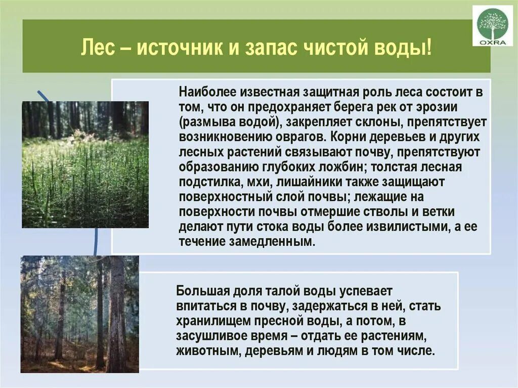 Лес для презентации. Источник в лесу. Леса Белоруссии презентация. Описание леса.