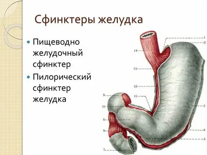 Количество сфинктеров