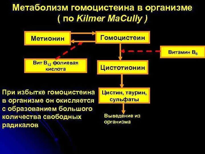 Метаболизм метионина гомоцистеин. Метаболизм гомоцистеина схема. Гомоцистеин роль. Роль гомоцистеина.