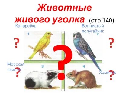 Животные животного уголка 2 класс окружающий мир