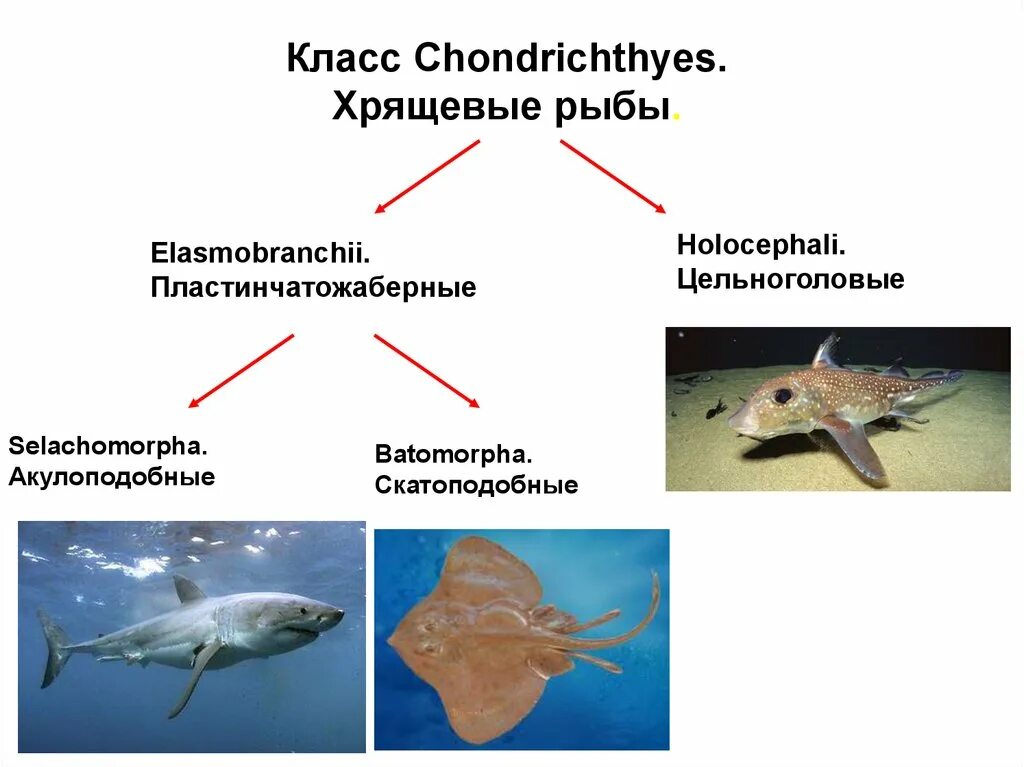 Класс хрящевые рыбы имеют. Класс хрящевые рыбы. Хрящевые рыбы представители. Класс хрящевые рыбы представители. Эволюция хрящевых рыб.