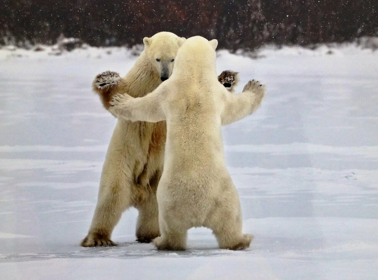 Котята зимой. Снежный кот. Песня зима слова. Приколы про зиму и весну. Проснись и пой зайка.