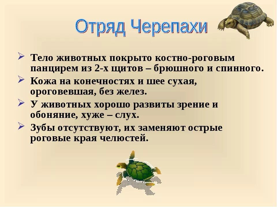 Отряды пресмыкающихся черепахи. Отряд черепахи общая характеристика. Общая характеристика отряда черепах. Пресмыкающиеся 7 класс биология отряд черепахи. Характеристика отряда черепахи 7 класс.