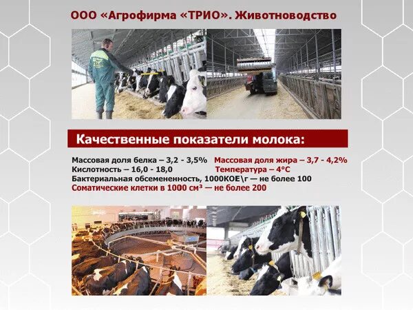 ооо агрофирма елецкий. агрофирма трио. группа компаний трио. компания трио липецк. гк трио липецк.