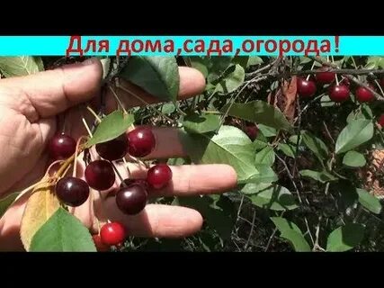 Впр черешни в запущенном саду